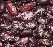 Kidney beans Purple speckeld 220 - 240 pc /100 gr